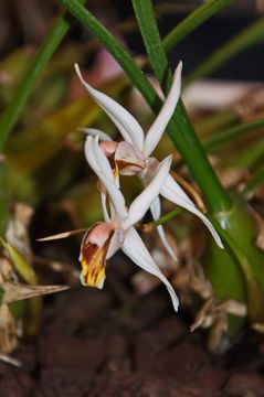 Image of <i>Coelogyne graminifolia</i>