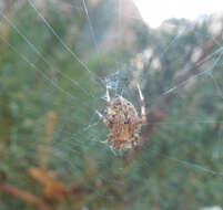 Image of Arabesque Orbweaver