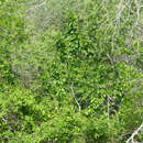Imagem de Styrax platanifolius subsp. platanifolius