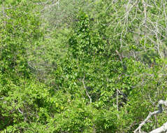 Styrax platanifolius subsp. platanifolius的圖片