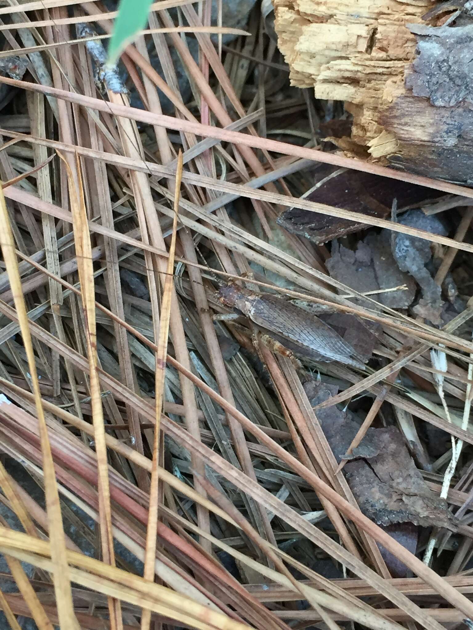 Image of Jumping Bush Cricket