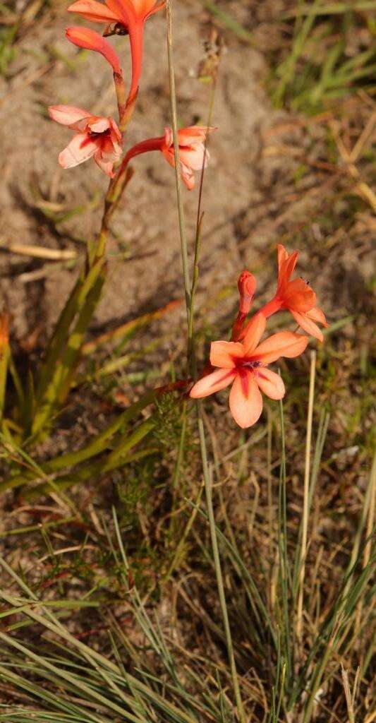 صورة Watsonia stenosiphon L. Bolus