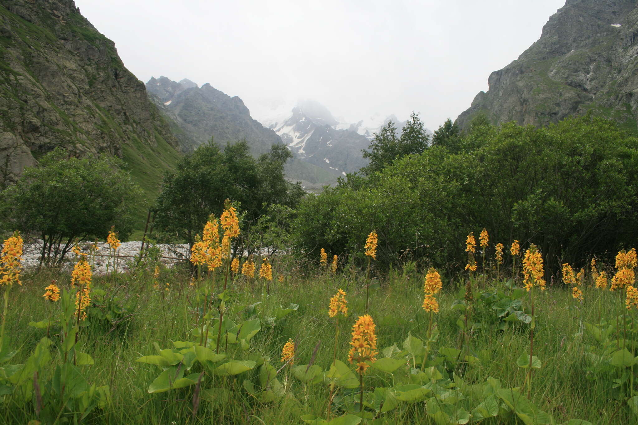 Image of Ligularia subsagittata Pojark.