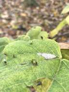 Phyllonorycter lucetiella (Clemens 1859)的圖片