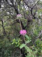 Image of Purple Jerusalem sage