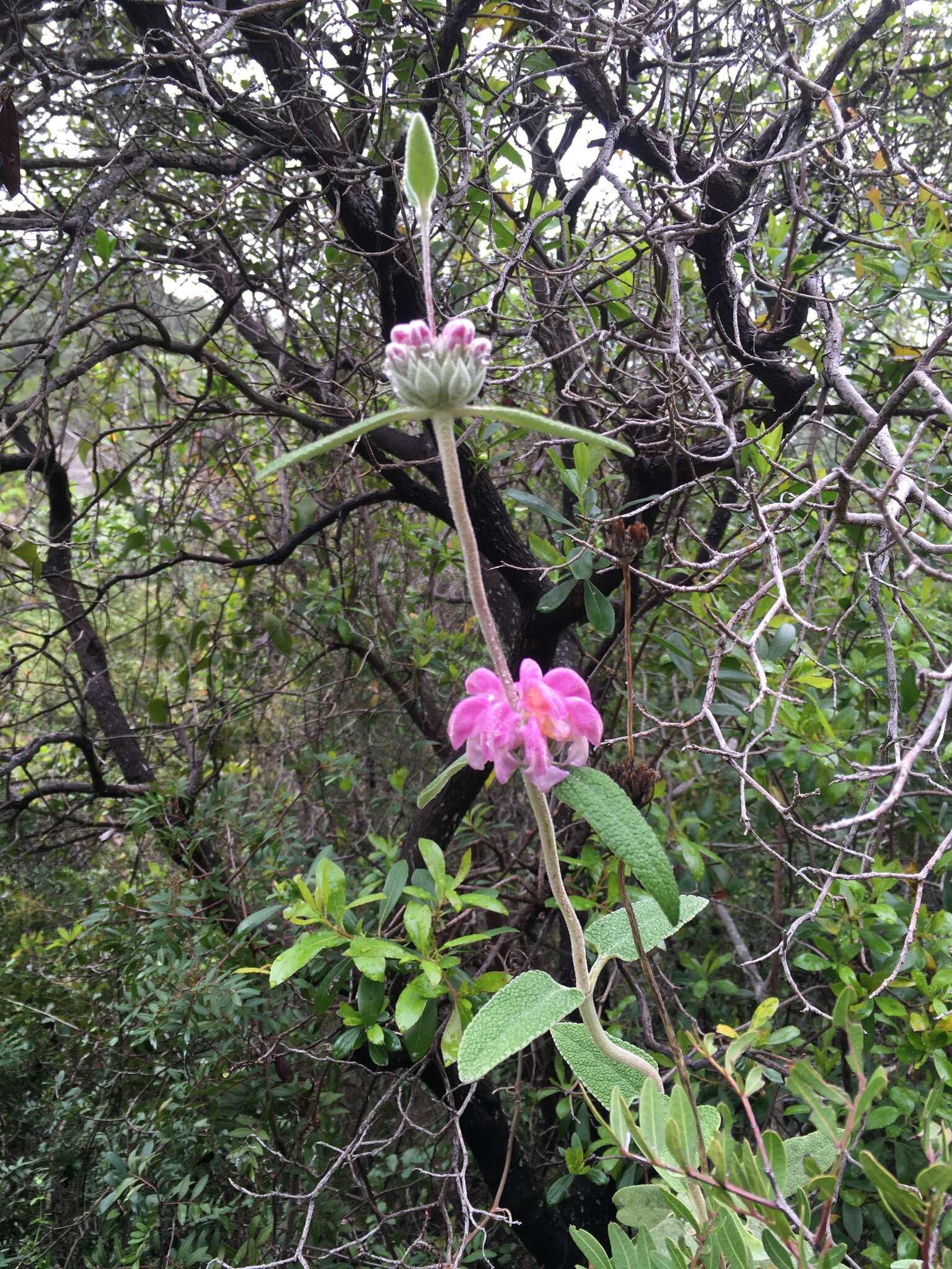 Image of Purple Jerusalem sage