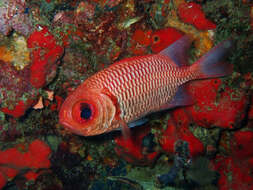 Image of Blacktip Soldierfish