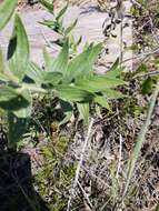 Image of western marbleseed