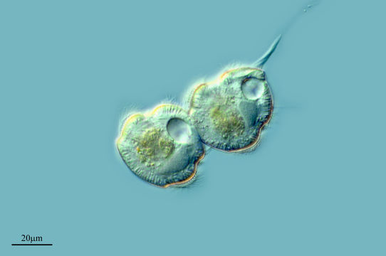 Image of <i>Urocentrum turbo</i>