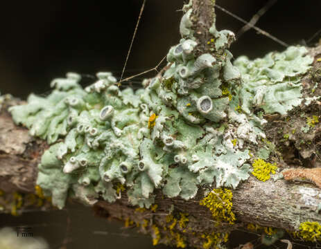 Image of rosette lichen