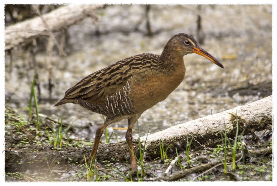 Image of Aztec Rail