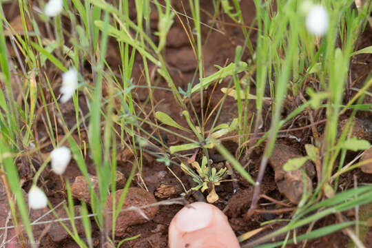 Image of California fairypoppy