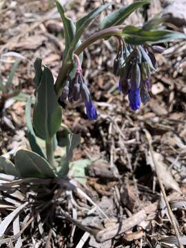 Image of Macdougal's bluebells