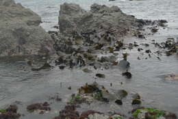 Image of New Zealand bull kelp