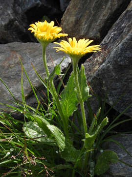 Image of Doronicum clusii (All.) Tausch