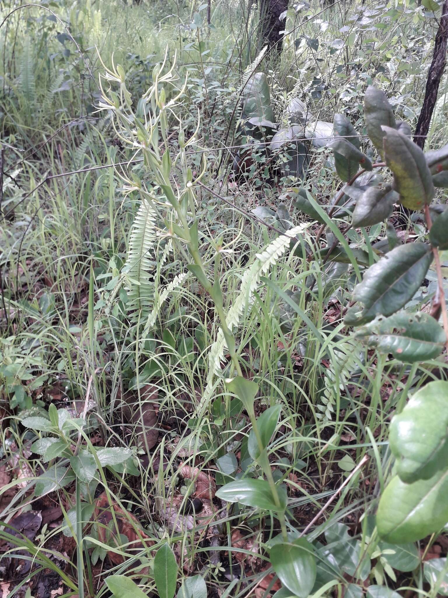 Habenaria clavata (Lindl.) Rchb. fil. resmi