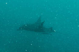 Image of Coastal Manta Ray