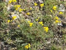 Слика од Tanacetum kittaryanum subsp. uralense (Krasch.) Tzvel.