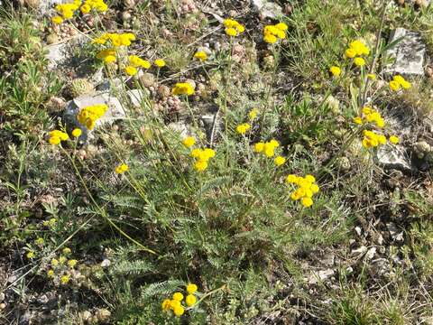 Image of Tanacetum kittaryanum (C. A. Mey.) Tzvel.