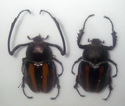 Image of <i>Euchirus dupontianus</i> Burmeister 1841