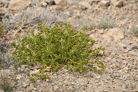 Image of Koenigia tortuosa (D. Don) T. M. Schust. & Reveal