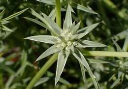 Imagem de Eryngium pendletonense K. L. Marsden & M. G. Simpson