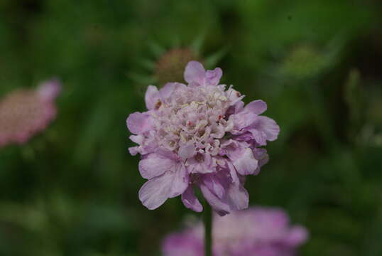 Imagem de Scabiosa lucida Vill.