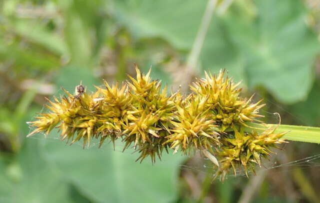 Image of stalkgrain sedge