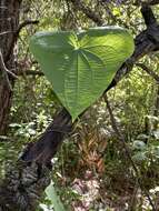 Image of Dioscorea galeottiana Kunth