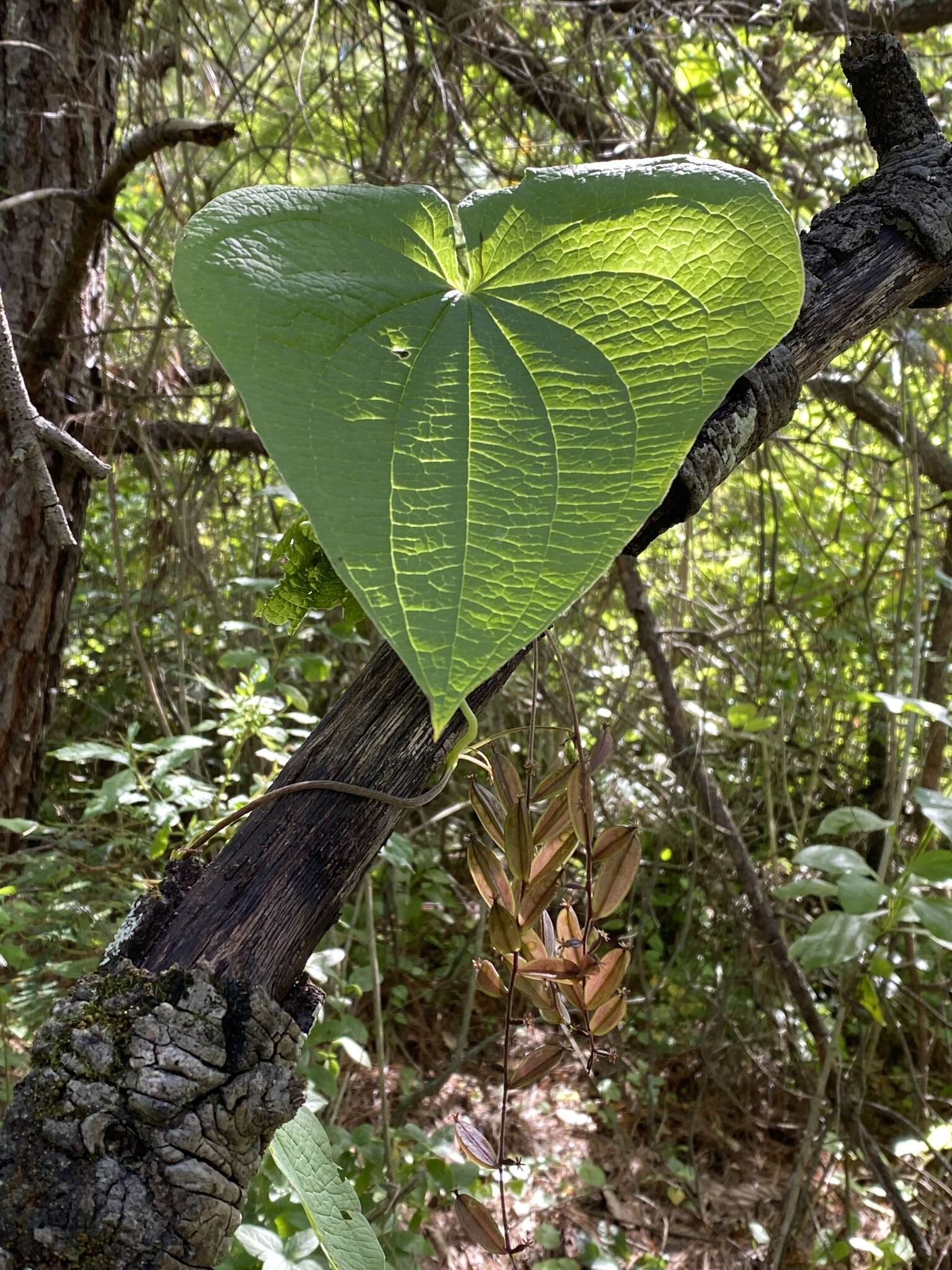 Image of Dioscorea galeottiana Kunth