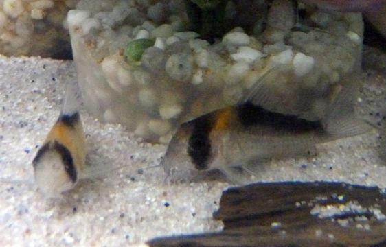 Image of Bandit corydoras