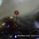 Image of Macbrideola cornea (G. Lister & Cran) Alexop. 1967