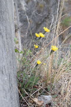 Image of Leontodon tenuiflorus (Gaudin) Rchb.