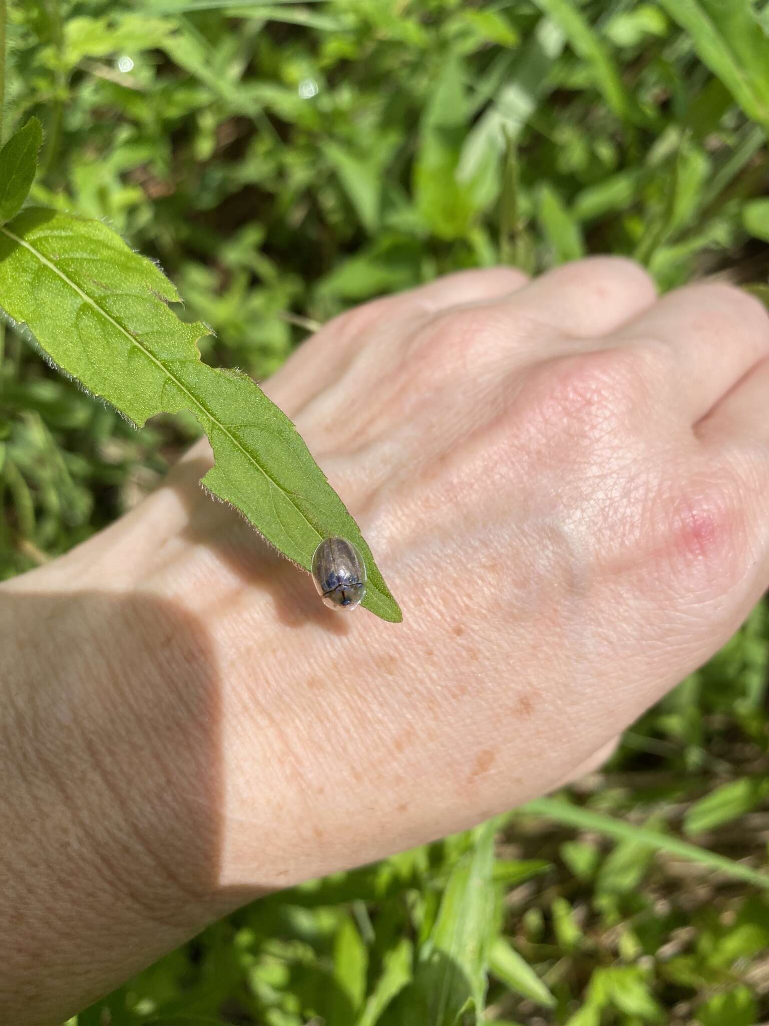 Physonota unipunctata (Say 1824) resmi