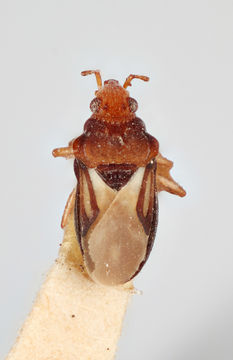 Image of <i>Hebrus ruficeps</i> Thomson 1871