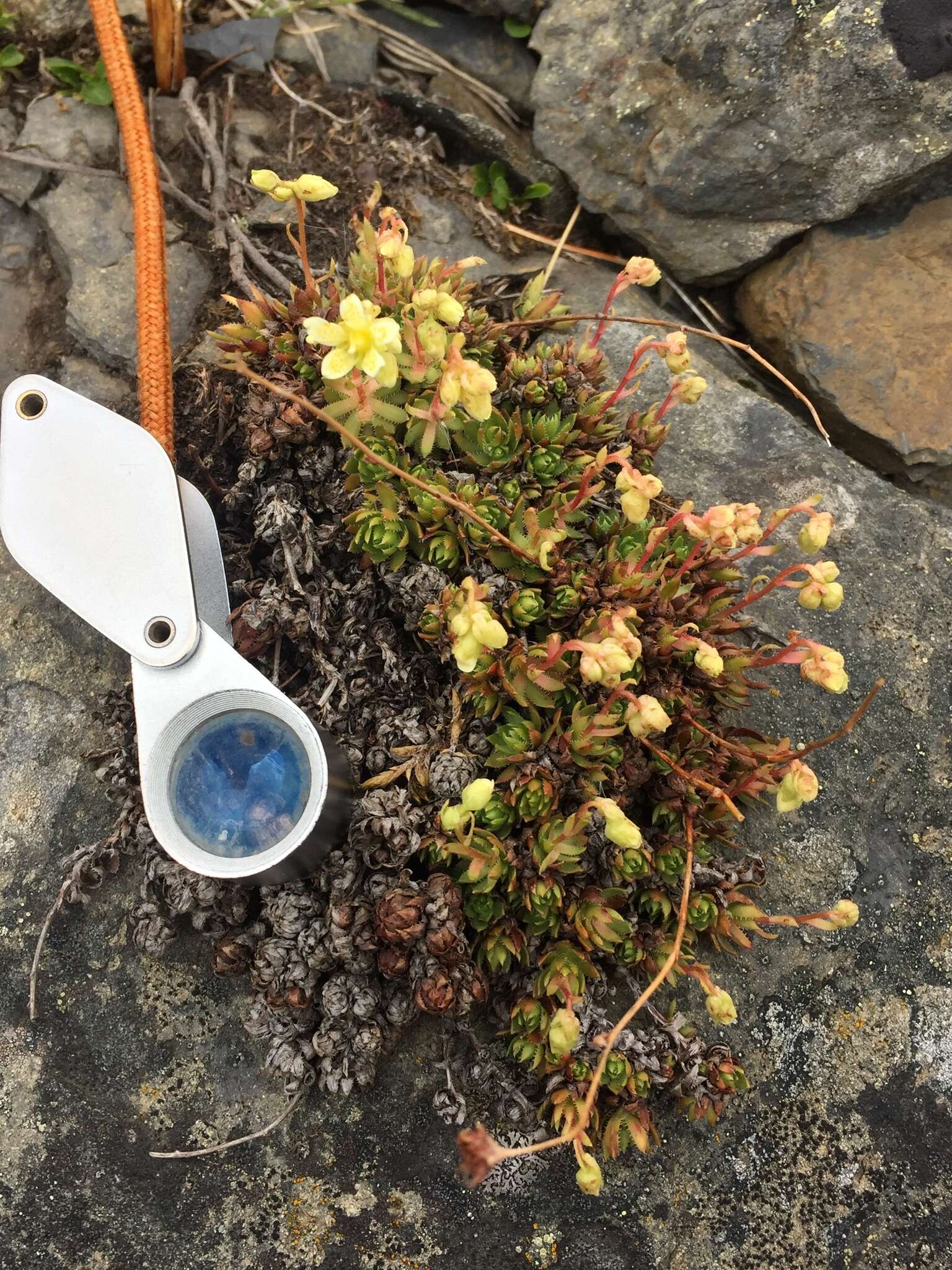 Image of Funston's Saxifrage