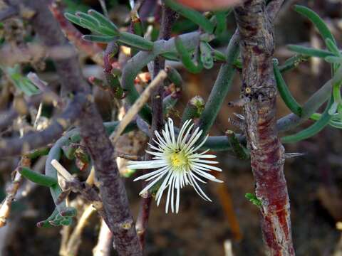 Image of Mesembryanthemum geniculiflorum L.