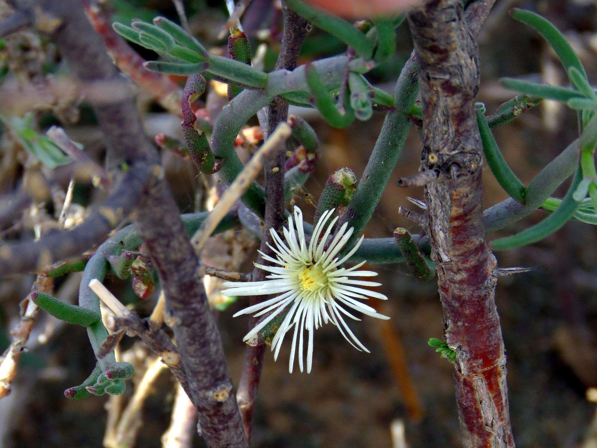 صورة Mesembryanthemum geniculiflorum L.