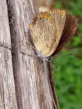 Image of Spanish Purple Hairstreak