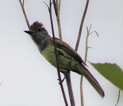 Image of Venezuelan Flycatcher