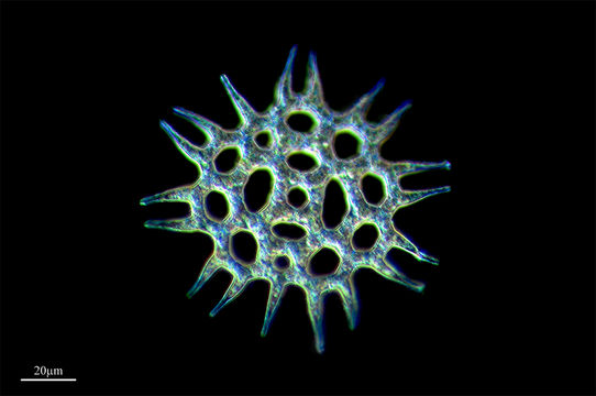 Image of <i>Pediastrum clathratum</i>