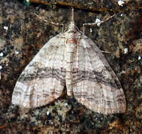 Image of Tatosoma fasciata Philpott 1914