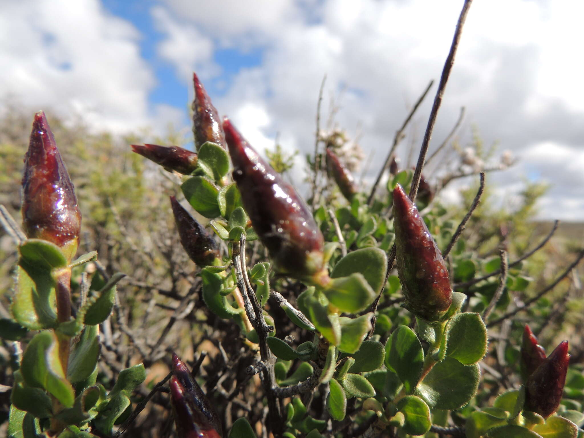 Image of Pteronia adenocarpa Harv.