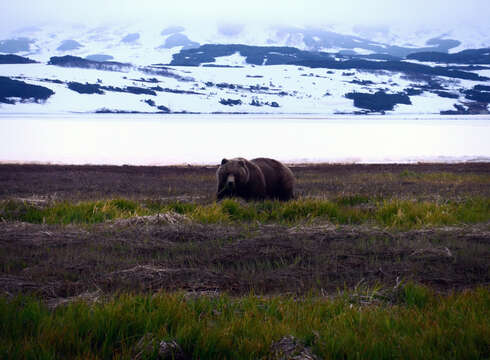 Plancia ëd Ursus arctos beringianus Middendorff 1851