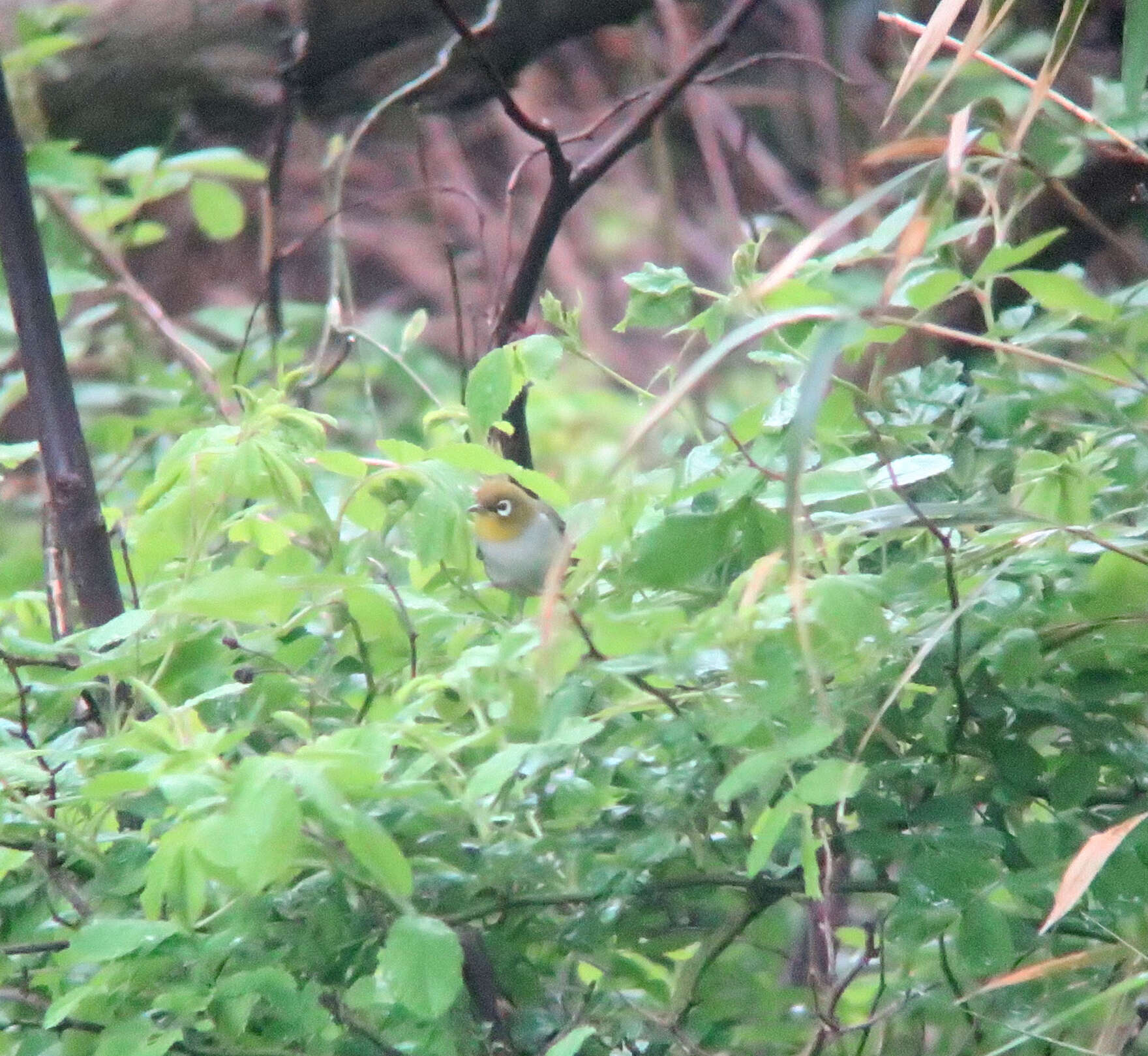 Image of Chestnut-flanked White-eye