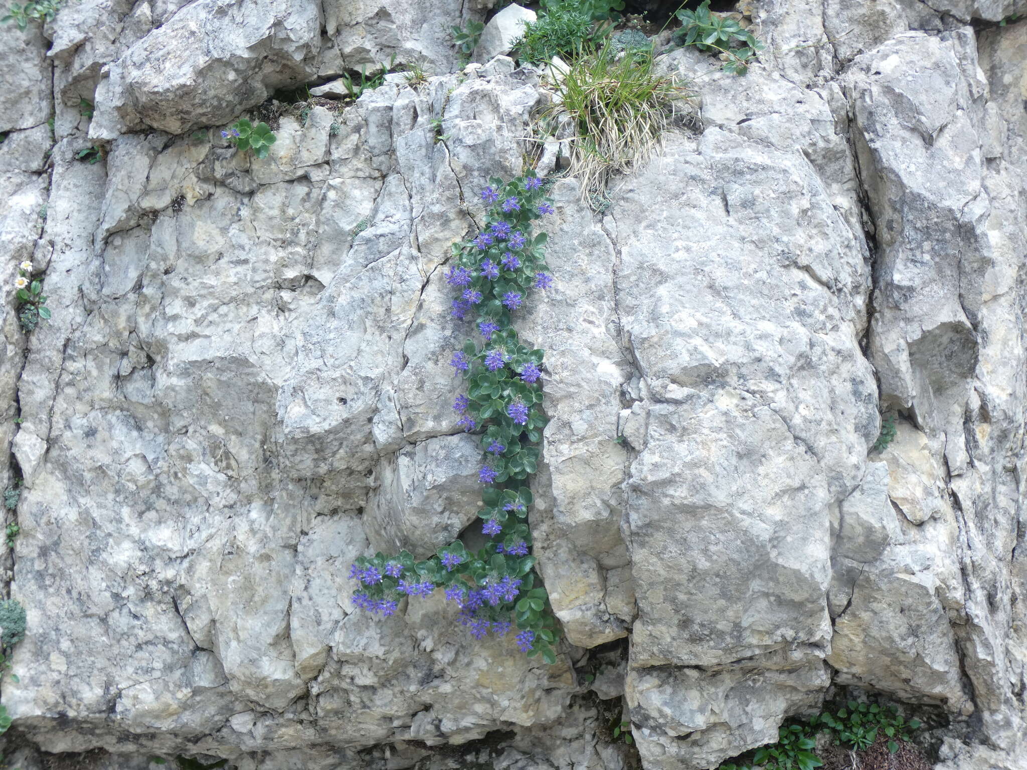 Image de Paederota bonarota (L.) L.