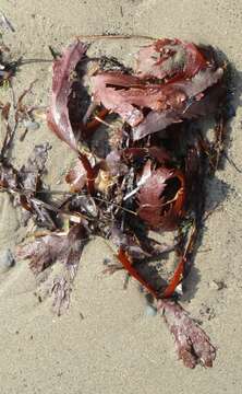 Image of toothed wrack