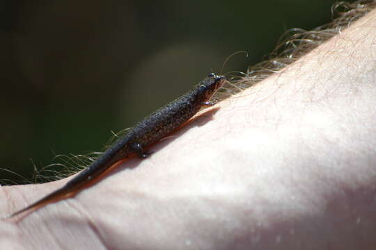 Image of Santeetlah Dusky Salamander