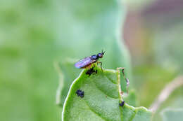 Image of Monochaetoscinella nigricornis (Loew 1863)