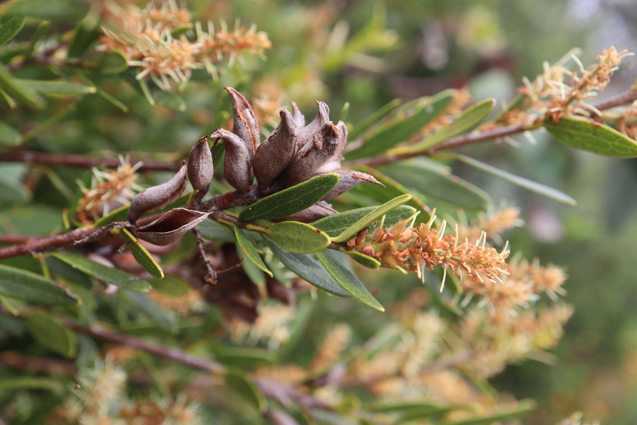 Image of Orites lancifolia F. Müll.